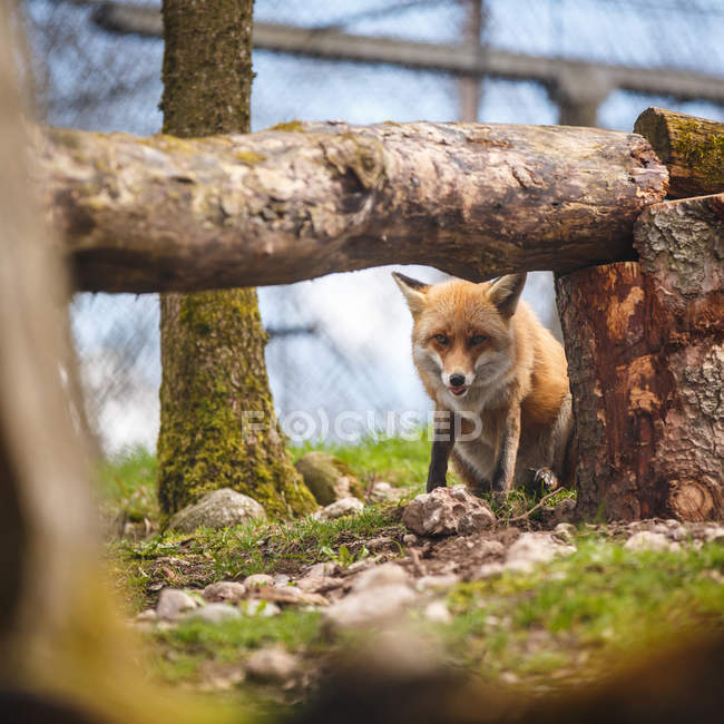 Raposa vermelha (Vulpes vulpes) — Fotografia de Stock