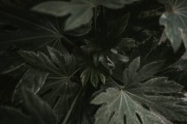 Зелені листові завод — стокове фото