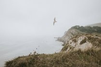 Чайка пролетает над бухтой Лалворт — стоковое фото