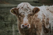 Vaca de montaña escocesa - foto de stock