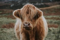 Vaca de montaña escocesa - foto de stock