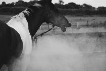 Incroyable plan noir et blanc de cheval — Photo de stock