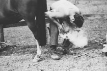 Echte Aufnahme von Schmied, der sein Pferd beschlägt — Stockfoto