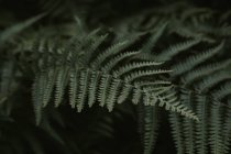 Fern leaf natural texture in botanical gardens — Stock Photo