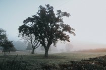 Idyllic foggy morning in countryside — Stock Photo