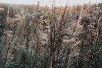 Gras mit Spinnennetz bedeckt — Stockfoto