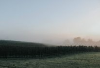 Туманний ранковий в сільській місцевості — стокове фото