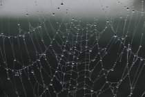 Tela de araña cubierta con gotas de rocío - foto de stock