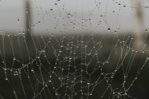 Delicada tela de araña cubierta con gotas de lluvia - foto de stock