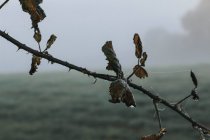 Влажная ветка с сухими листьями — стоковое фото