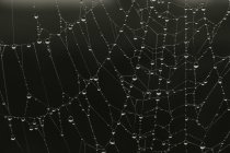 Teia de aranha preenchida por gotas de orvalho — Fotografia de Stock