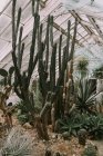 Invernadero lleno de plantas exóticas - foto de stock