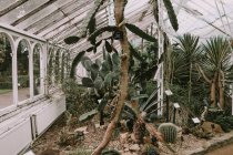 Vari cactus che crescono in serra — Foto stock
