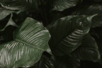 Natural plant pattern in Birmingham botanical gardens — Stock Photo