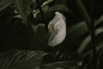 Spathiphyllum oder Friedenslilie — Stockfoto
