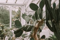 Экзотические кактусы в Глассхузе — стоковое фото