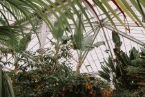 Different exotic plants in glasshouse — Stock Photo