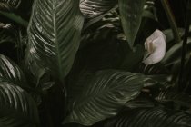 Spathiphyllum or Peace Lilly — Stock Photo