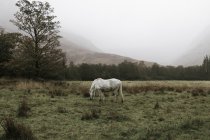 Лошади пасутся на лужайке — стоковое фото