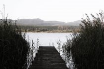 Empty jetty surrounded by reed — Stock Photo