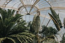 Exploring The Jungle Room  in Royal Botanic Gardens — Stock Photo