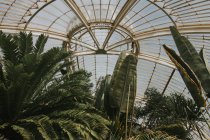 Explorando la sala de la selva en los jardines botánicos reales - foto de stock