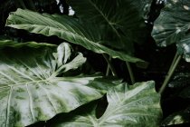 Pflanzen Hintergrund in botanischen Gärten, kew, london — Stockfoto