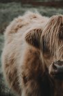 Highland cattle, Scotland — Stock Photo