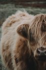 Highland cattle , Scotland — Stock Photo