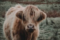 Високогірна корова в полі — стокове фото