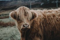 Highland cattle, Escócia — Fotografia de Stock
