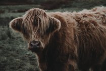 Highland cattle in field — Stock Photo