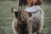 Велика рогата худоба в полі — стокове фото