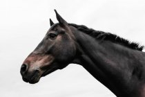 Pferdefotografie, Großbritannien — Stockfoto