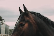 Imagen de la cabeza de caballo - foto de stock