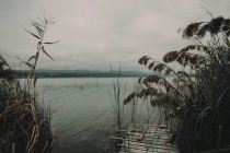 Пирс на реке, в окружении тростника — стоковое фото