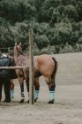 Poney de polo en attente de jeu — Photo de stock