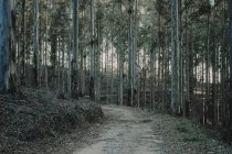 Knysna Forest, África do Sul — Fotografia de Stock