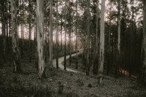 Ліс Knysna, Південно-Африканська Республіка — стокове фото