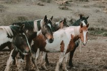 Cavalos manchados, País de Gales — Fotografia de Stock