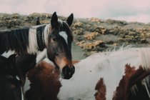 Manada de cavalos, Reino Unido — Fotografia de Stock