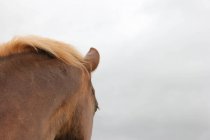 Horse with golden mane — Stock Photo