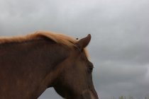 Pferd mit goldener Mähne — Stockfoto