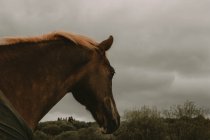 Horse with golden mane — Stock Photo