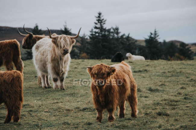 Scottish highland cows grazing in meadow, — Stock Photo