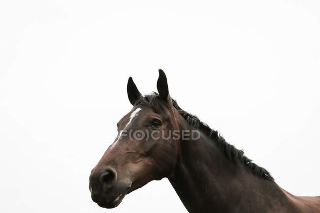 Tête de cheval brun — Photo de stock