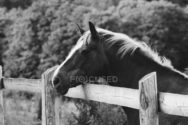 Черно-белая фотография лошадей — стоковое фото