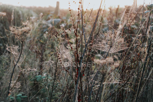 Grass covered with spider web — Stock Photo