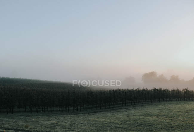 Туманний ранок у сільській місцевості — стокове фото