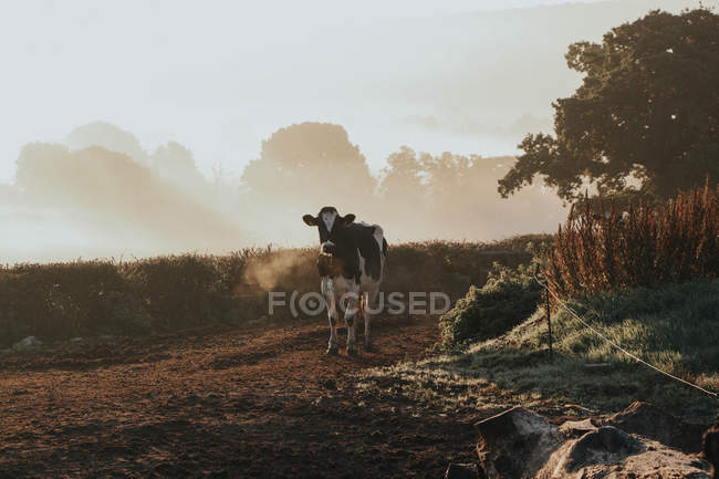 Mucca su strada in campagna — Foto stock